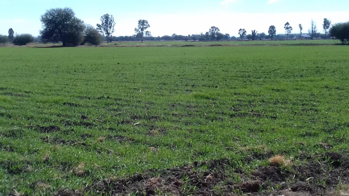 TERRENO EN VENTA EN EL MARQUÉS - (34)