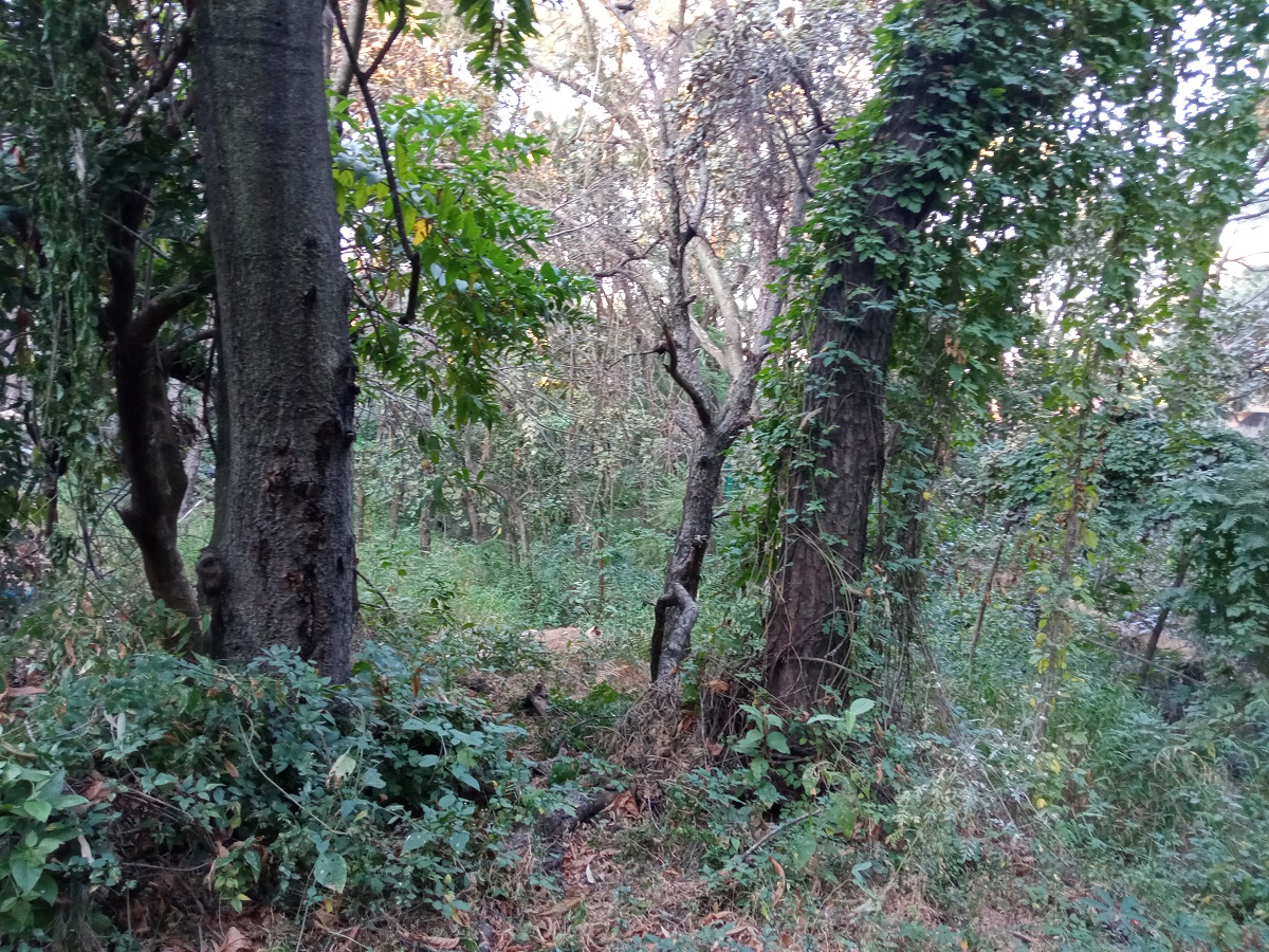 TERRENO EN VENTA PINAR DE LA VENTA  en Fraccionamiento Pinar de La Venta, Zapopan - foto 4 de 9