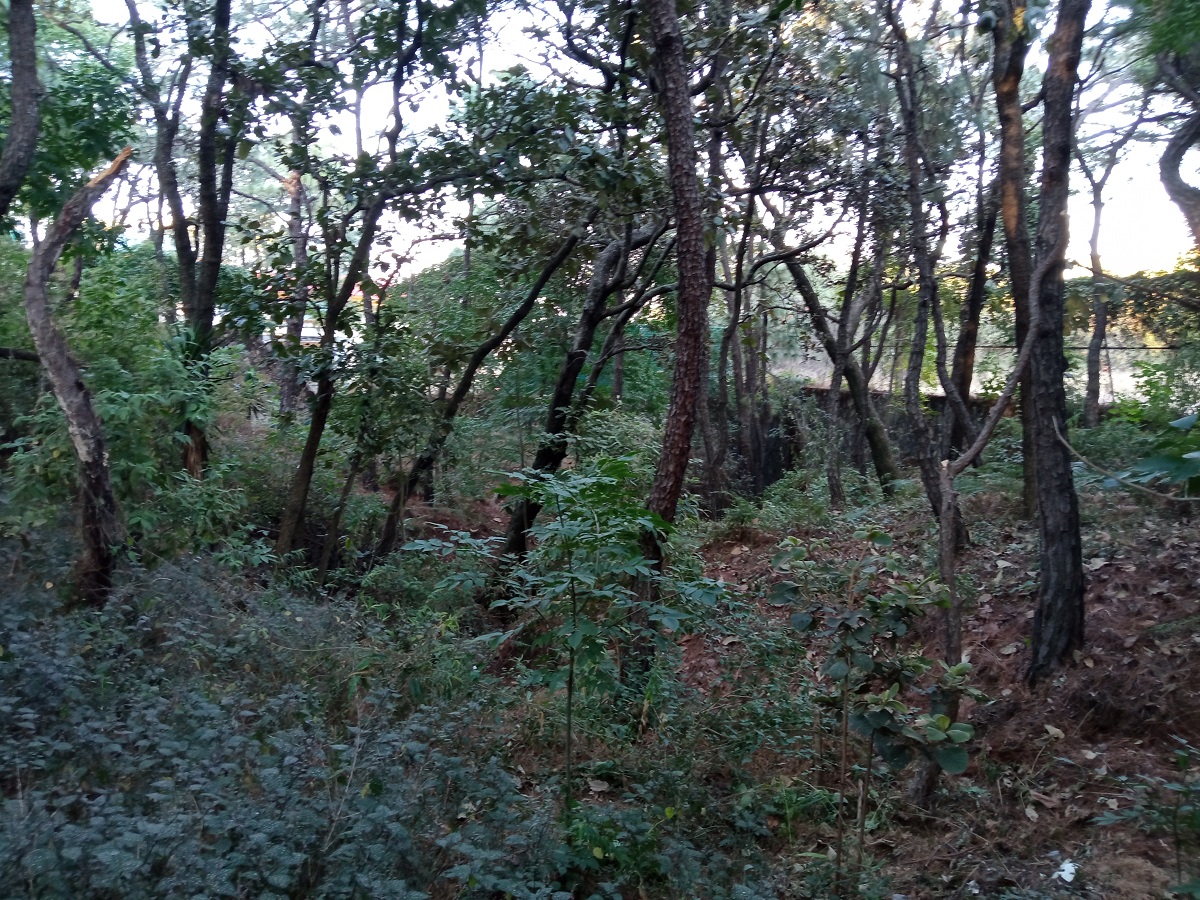 TERRENO EN VENTA PINAR DE LA VENTA  en Fraccionamiento Pinar de La Venta, Zapopan - foto 6 de 9
