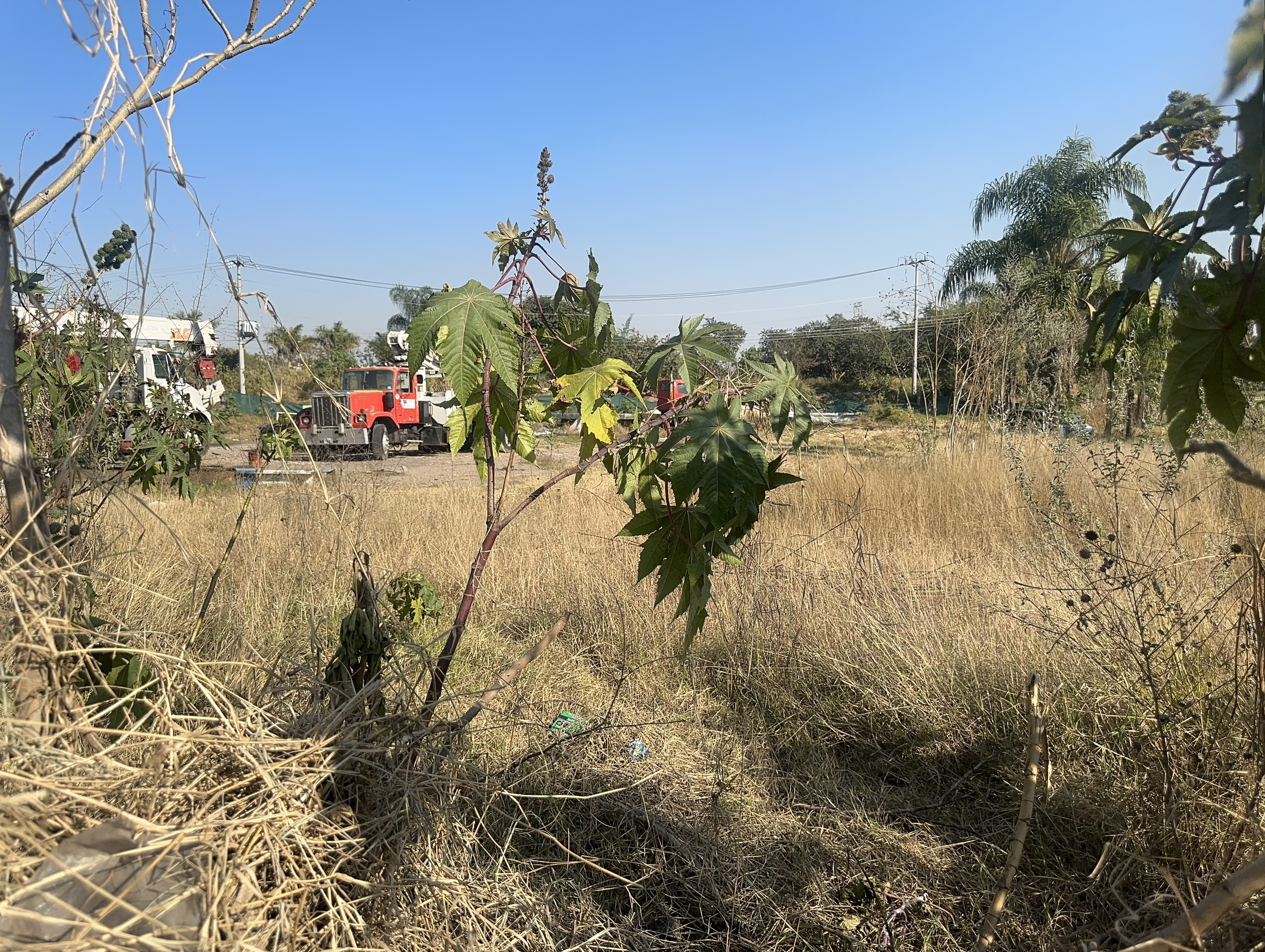 Terreno en renta Av. Camino Real a Colima en SAN AGUSTIN, Tlajomulco de Zúñiga - foto 8 de 9