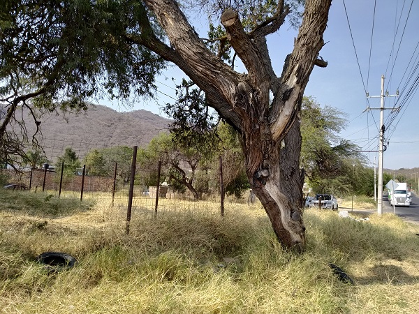 Terreno en Renta en Tlajomulco de Zuñiga  en Tlajomulco Centro, Tlajomulco de Zúñiga - foto 6 de 15