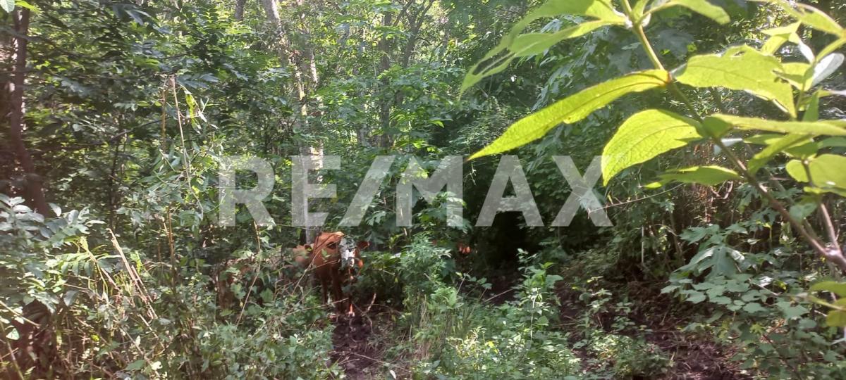 Terreno en Venta en San Francisco de Ixcatán, Zapopan - foto 14 de 45