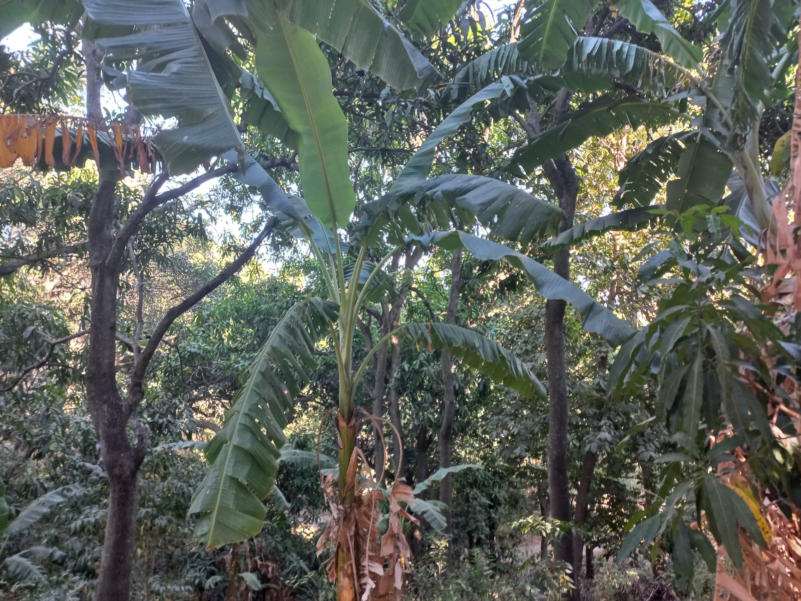 Terreno en Venta en San Francisco de Ixcatán, Zapopan - foto 4 de 45