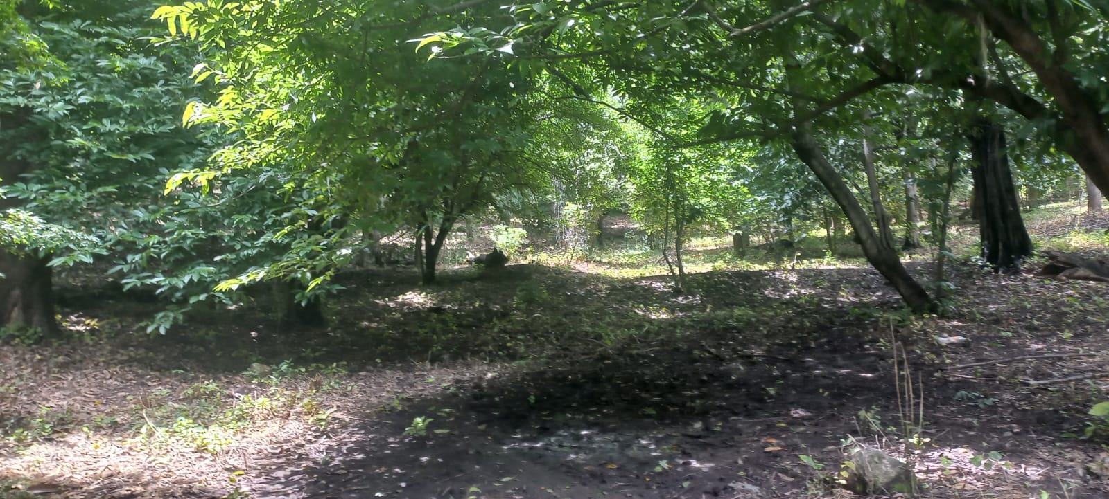 Terreno en Venta en San Francisco de Ixcatán, Zapopan - foto 28 de 45
