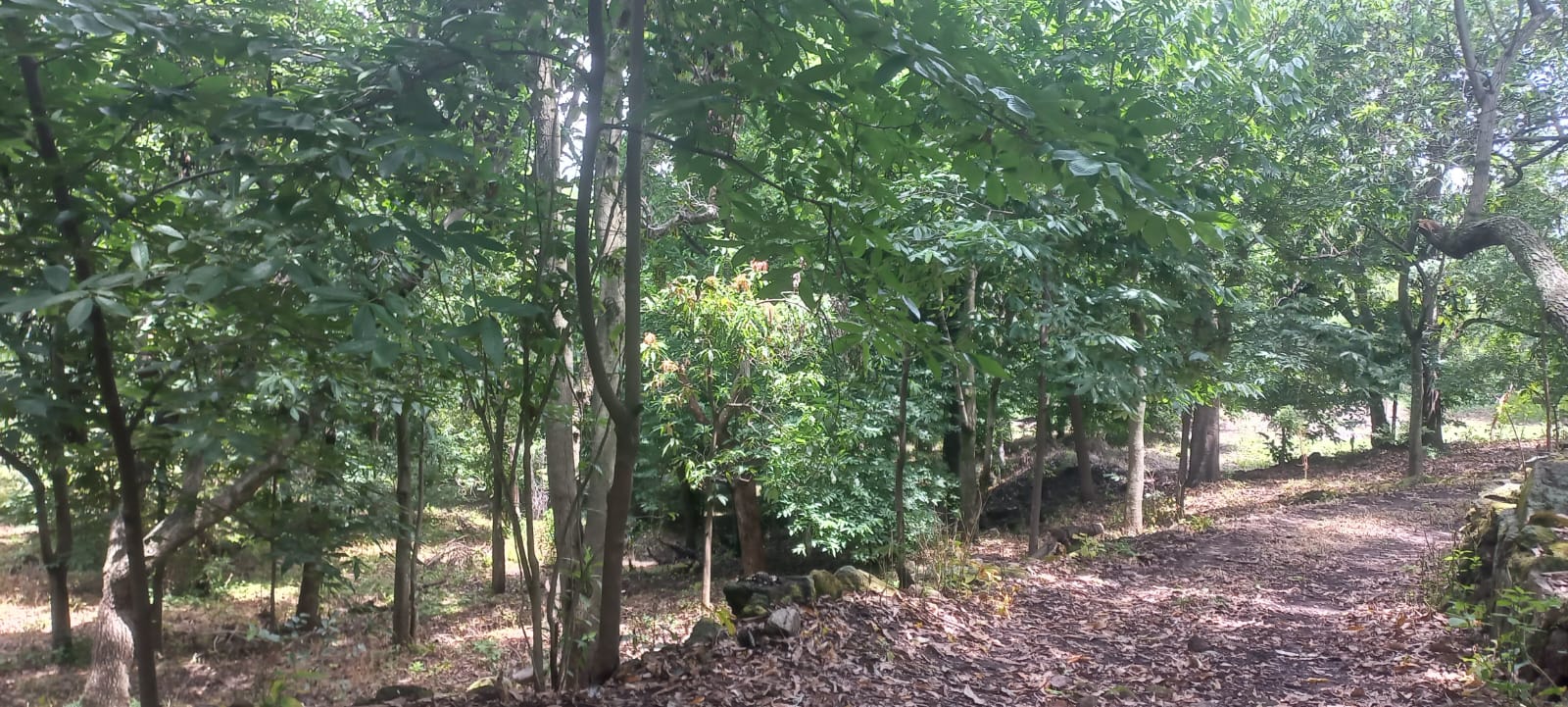 Terreno en Venta en San Francisco de Ixcatán, Zapopan - foto 45 de 45