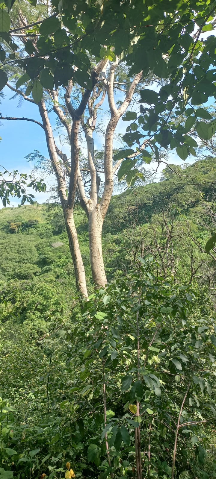 Terreno en Venta en San Francisco de Ixcatán, Zapopan - foto 18 de 45