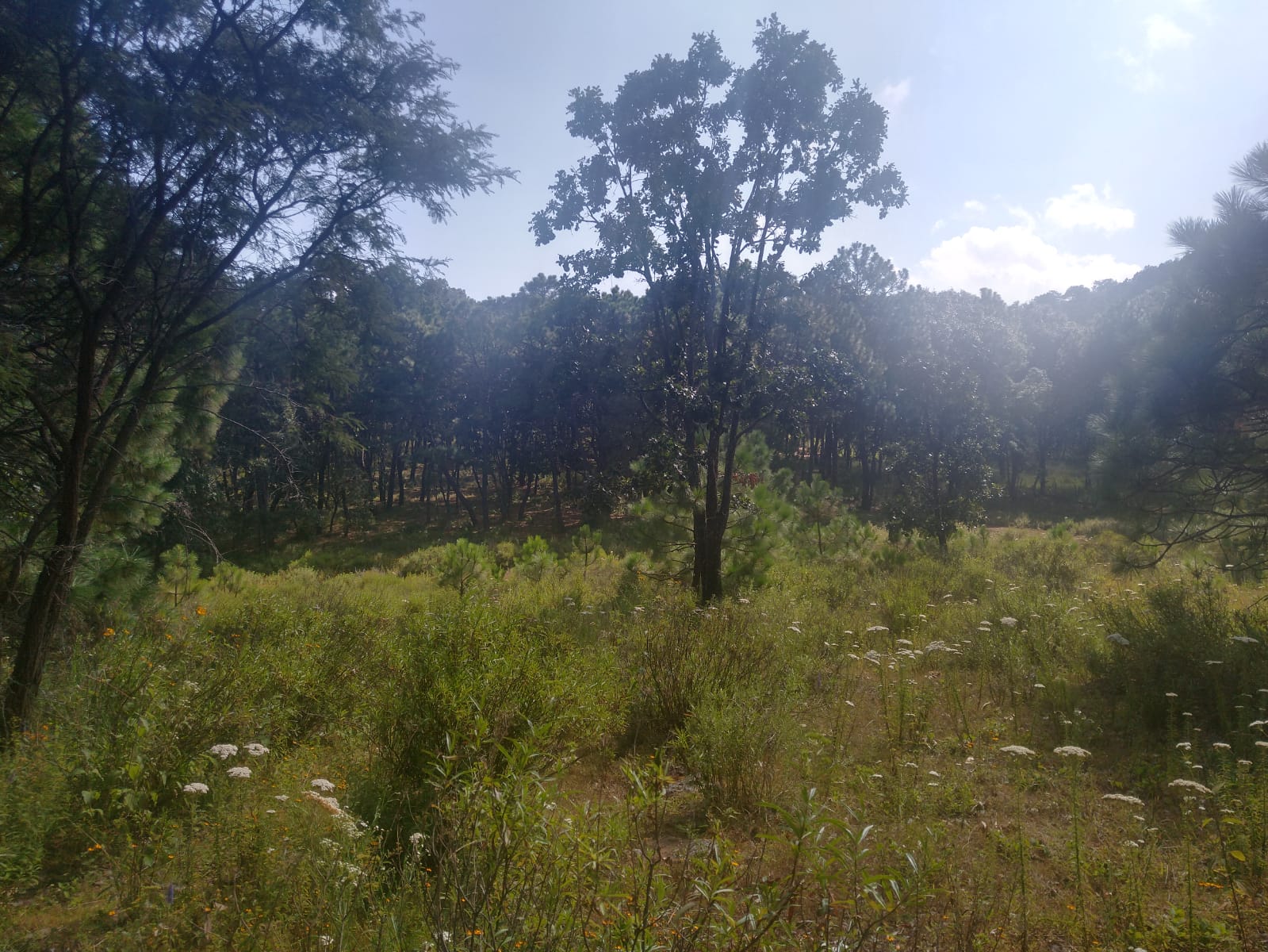 TERRENO EN VENTA  en Atemajac de Brizuela, Atemajac de Brizuela - foto 18 de 25