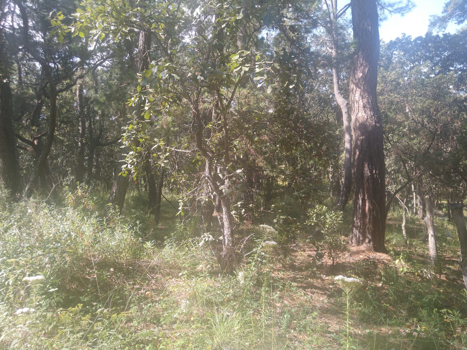 TERRENO EN VENTA  en Atemajac de Brizuela, Atemajac de Brizuela - foto 10 de 25