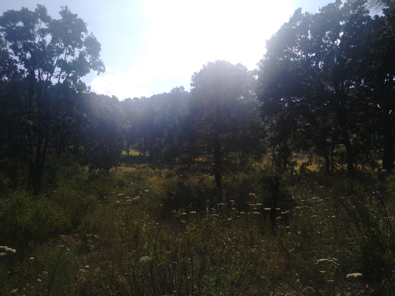 TERRENO EN VENTA  en Atemajac de Brizuela, Atemajac de Brizuela - foto 19 de 25