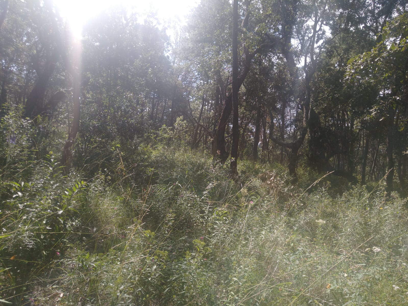 TERRENO EN VENTA  en Atemajac de Brizuela, Atemajac de Brizuela - foto 13 de 25