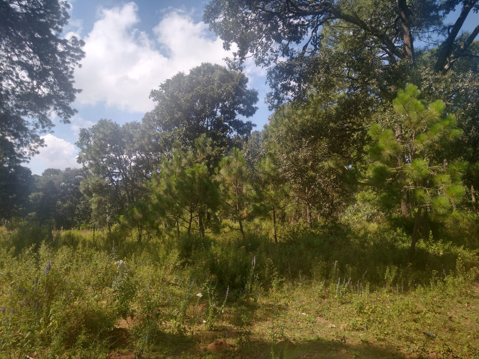 TERRENO EN VENTA  en Atemajac de Brizuela, Atemajac de Brizuela - foto 14 de 25