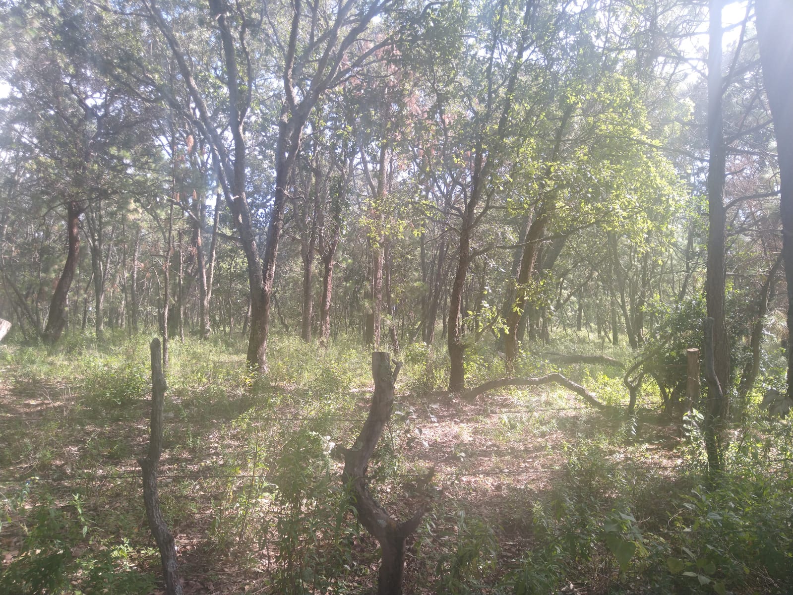 TERRENO EN VENTA  en Atemajac de Brizuela, Atemajac de Brizuela - foto 23 de 25