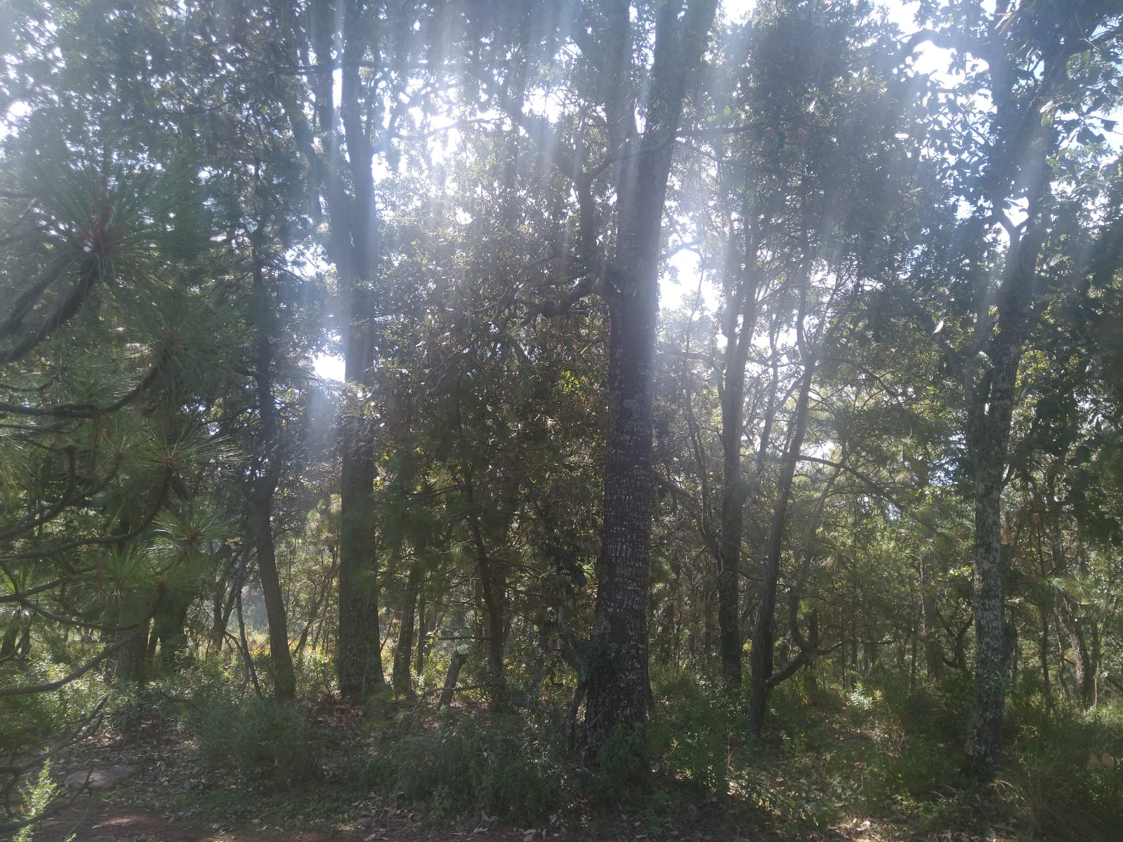 TERRENO EN VENTA  en Atemajac de Brizuela, Atemajac de Brizuela - foto 20 de 25
