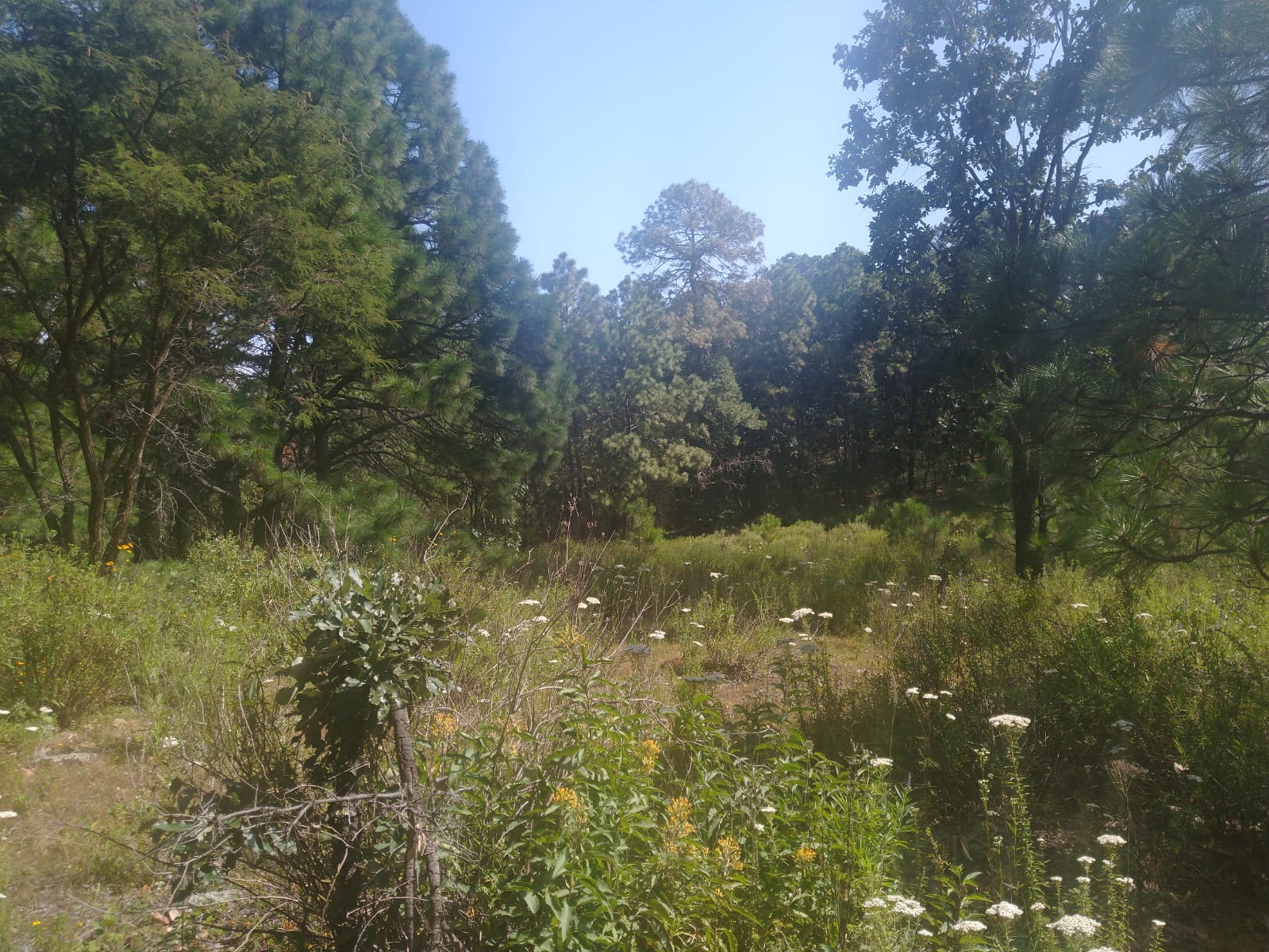 TERRENO EN VENTA 