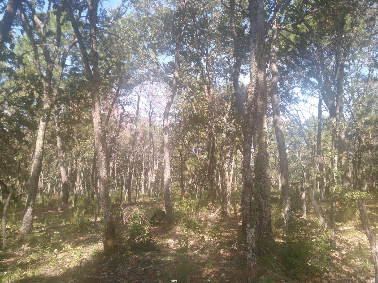 Terreno en Venta en Atemajac de Brizuela, Atemajac de Brizuela - foto 15 de 27