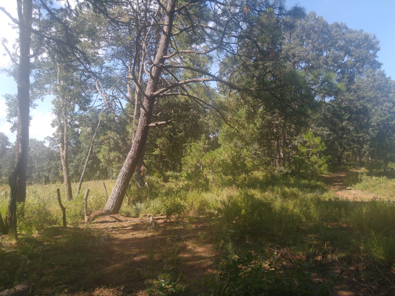 Terreno en Venta en Atemajac de Brizuela, Atemajac de Brizuela - foto 13 de 27