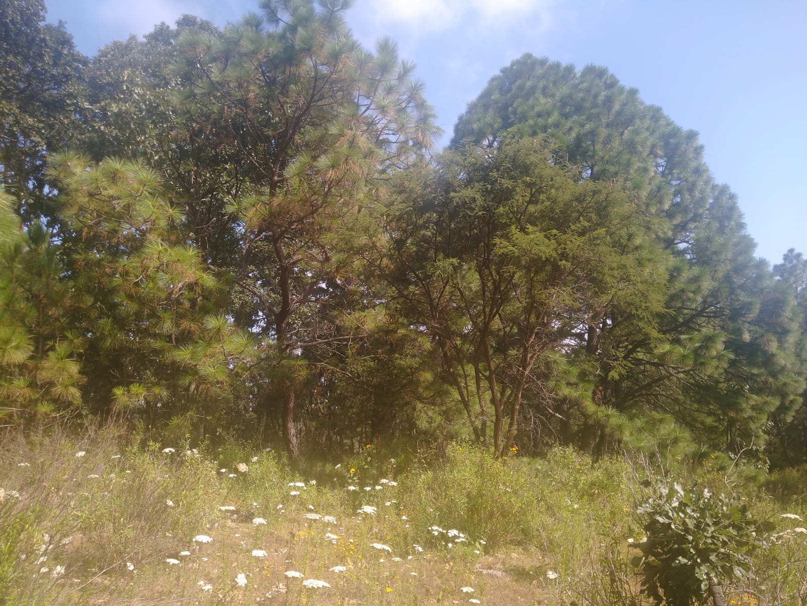 Terreno en Venta en Atemajac de Brizuela, Atemajac de Brizuela - foto 19 de 27