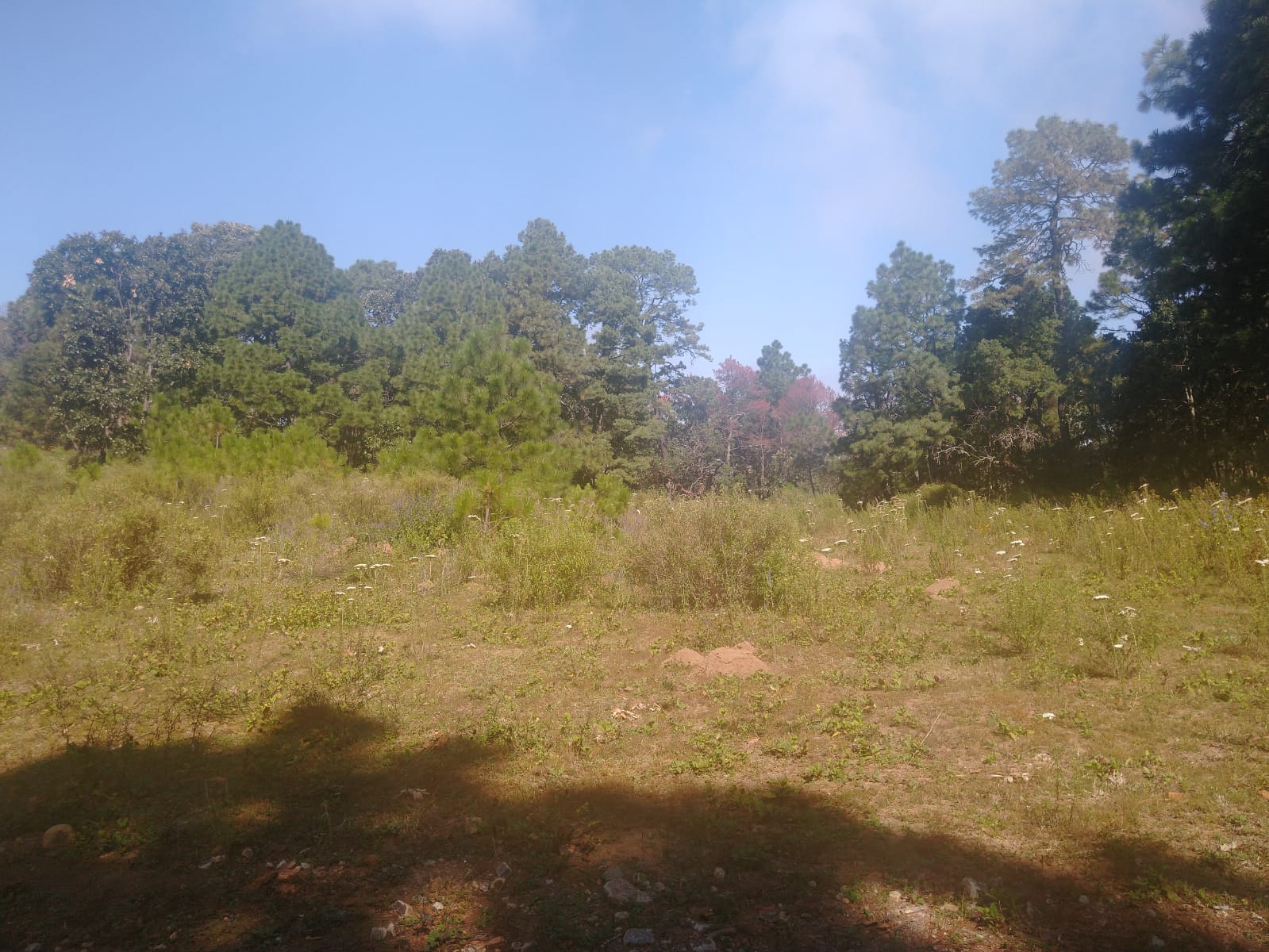 Terreno en Venta en Atemajac de Brizuela, Atemajac de Brizuela - foto 14 de 27