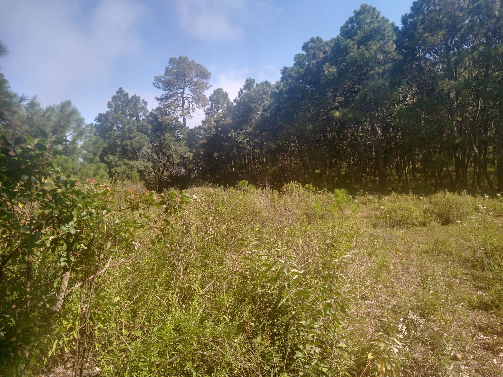 Terreno en Venta en Atemajac de Brizuela, Atemajac de Brizuela - foto 18 de 27