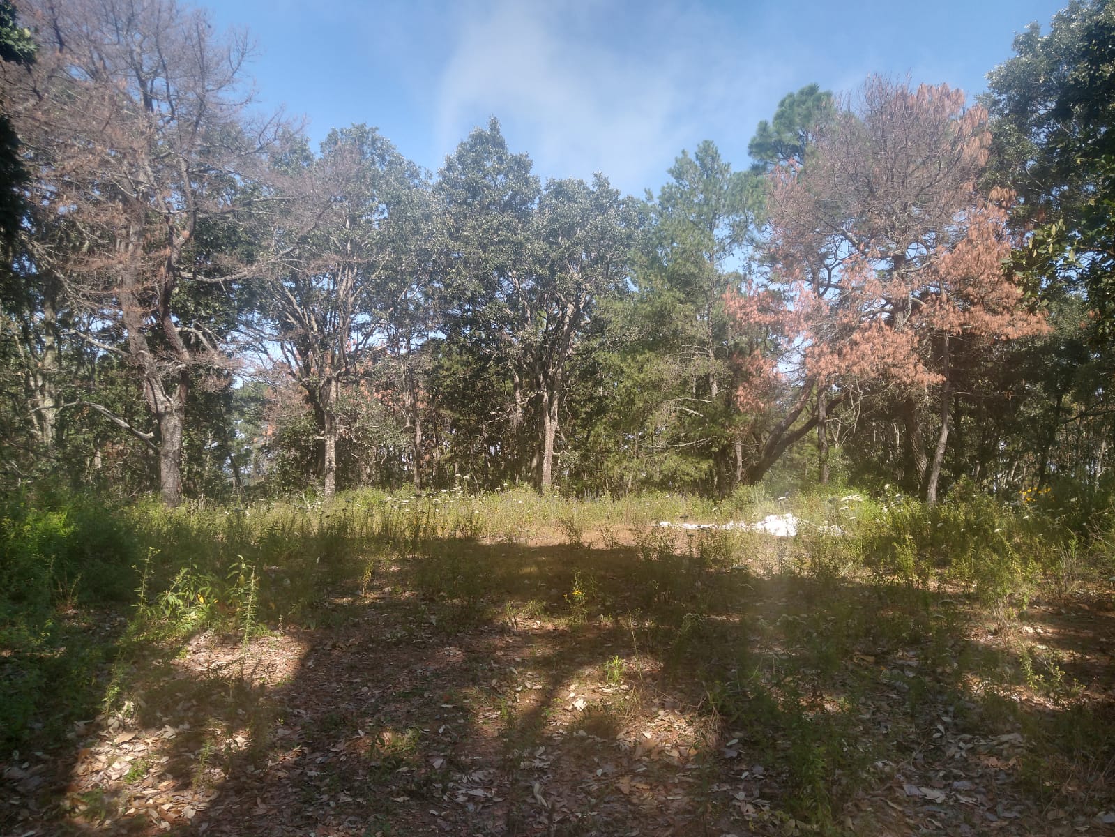 Terreno en Venta en Atemajac de Brizuela, Atemajac de Brizuela - foto 23 de 27