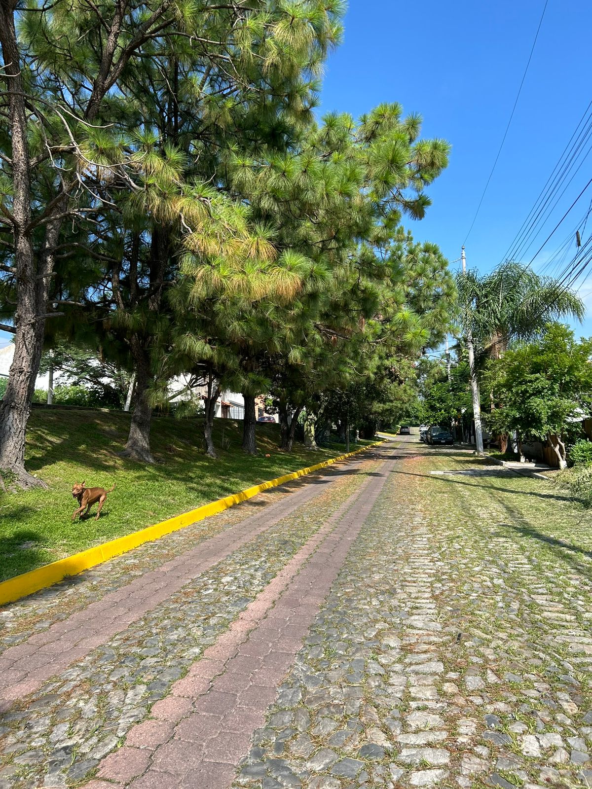 Terrenos en Venta  en Cortijo de San Agustin, Tlajomulco de Zúñiga - foto 33 de 34