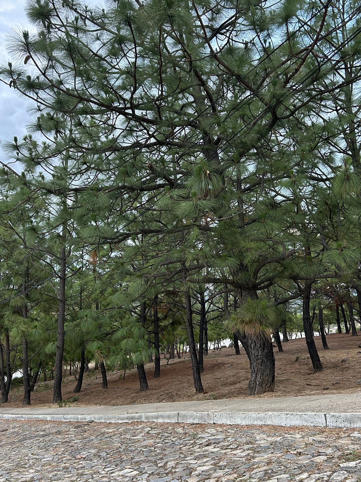 Terrenos en Venta  en Cortijo de San Agustin, Tlajomulco de Zúñiga - foto 21 de 34