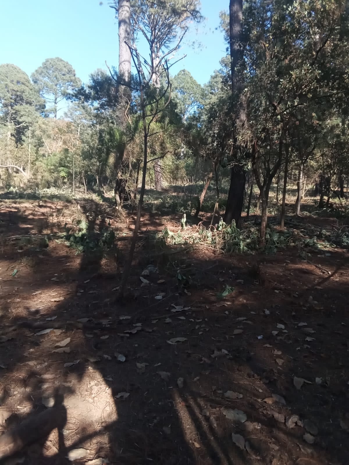Terreno en Venta en Tapalpa, Tapalpa - foto 8 de 12