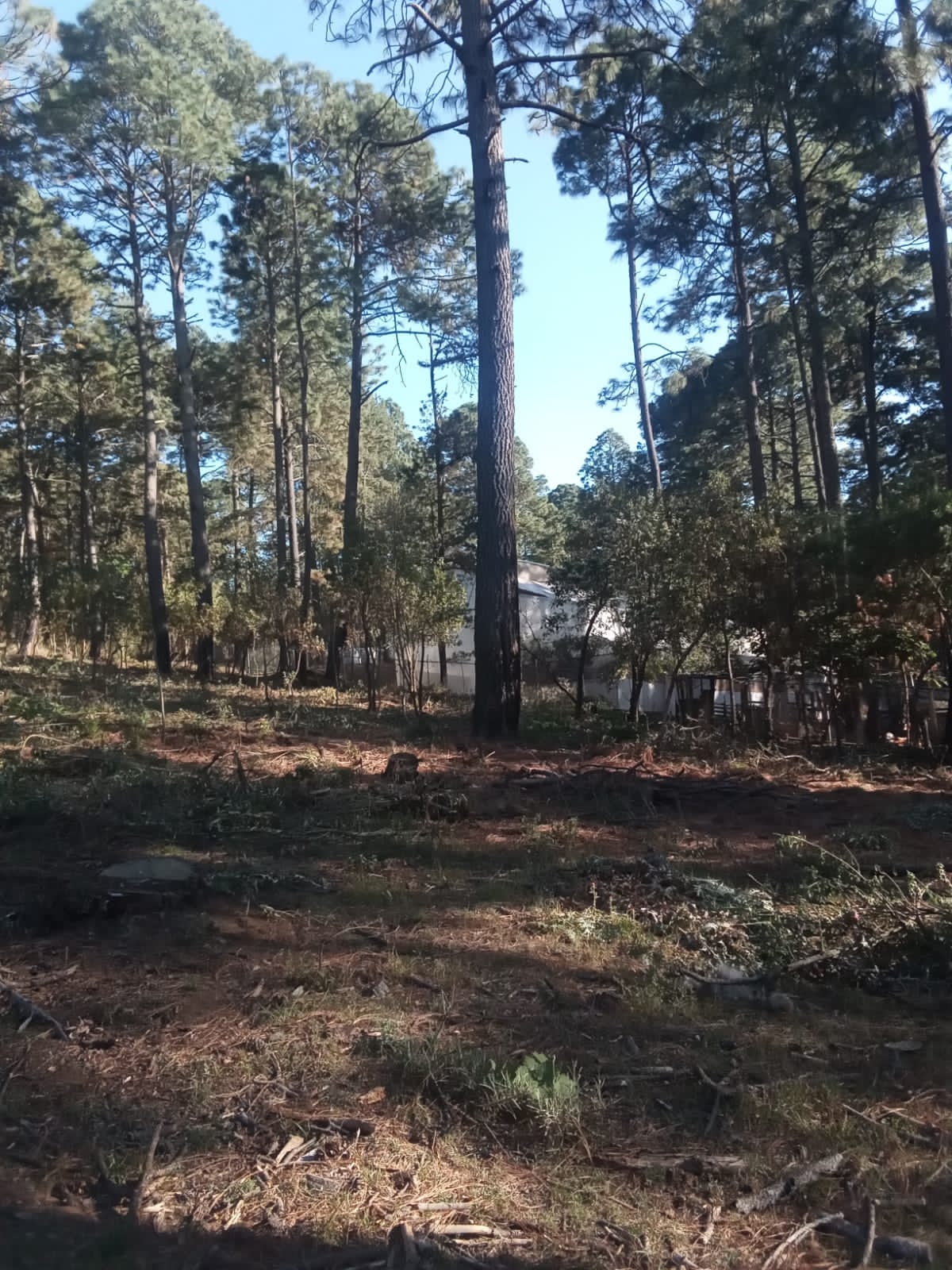 Terreno en Venta en Tapalpa, Tapalpa - foto 7 de 12