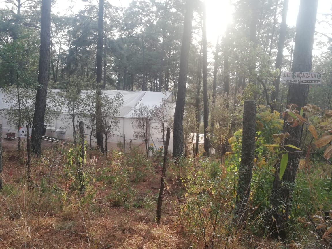 Terreno en Venta en Tapalpa, Tapalpa - foto 10 de 12