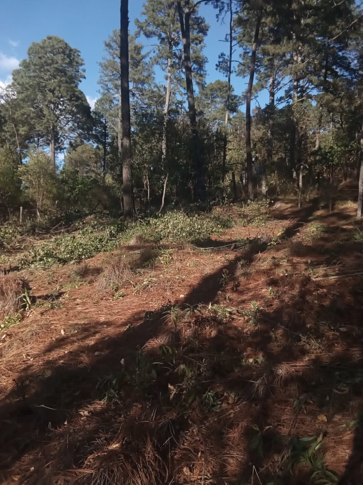 Terreno en Venta en Tapalpa, Tapalpa - foto 3 de 12