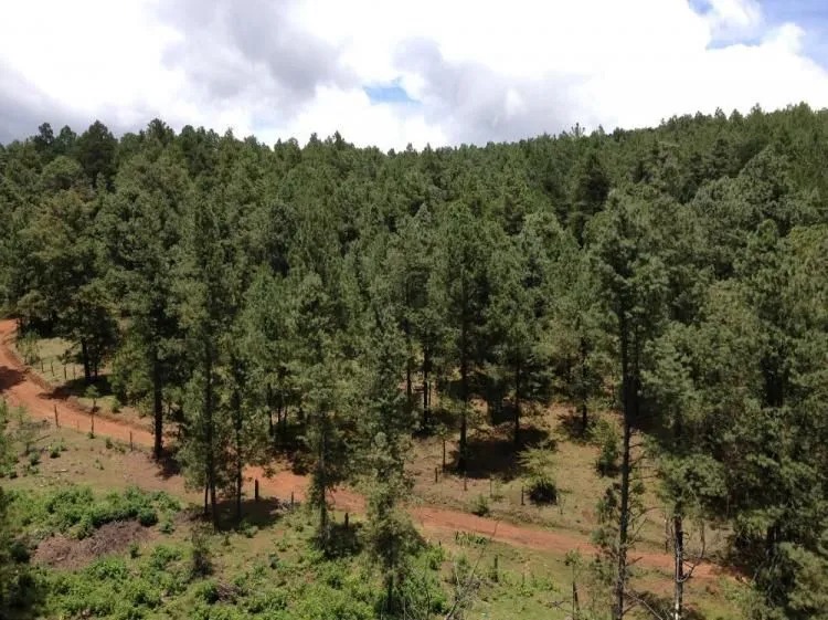Terreno en Venta en Tapalpa en Los Espinos, Tapalpa - foto 2 de 6