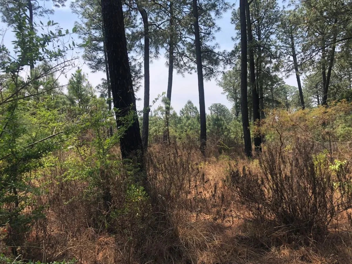 Terreno en Venta en Tapalpa en Los Espinos, Tapalpa - foto 3 de 6
