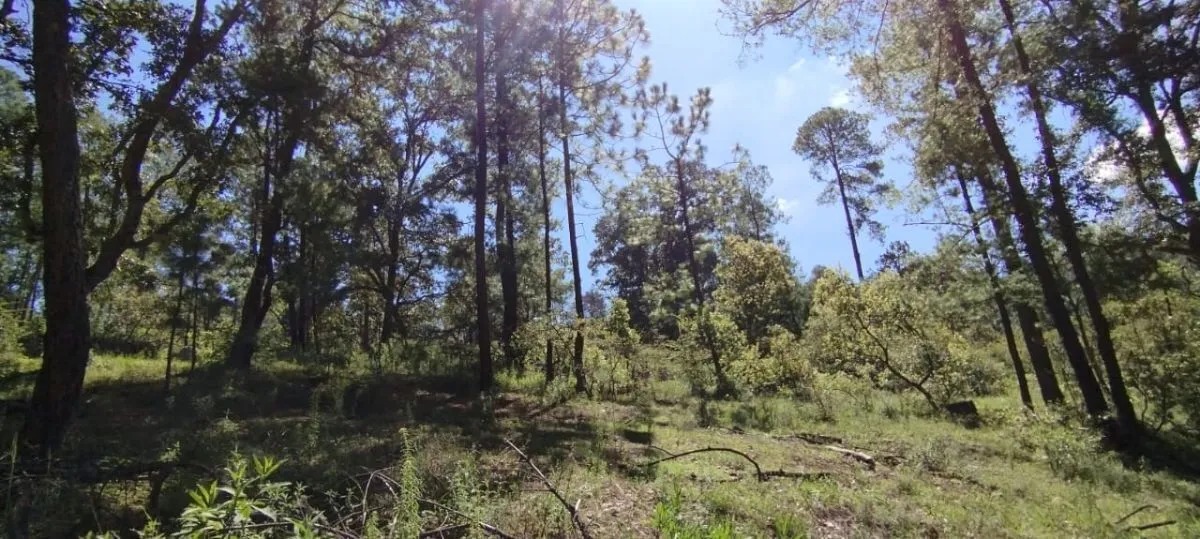 Terreno en Venta en Tapalpa en Los Espinos, Tapalpa - foto 4 de 6