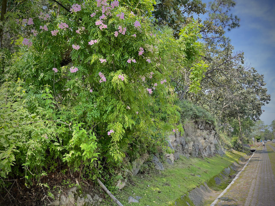 Terrono en VENTA en PINAR DE LA VENTA, Zapopan - foto 5 de 21