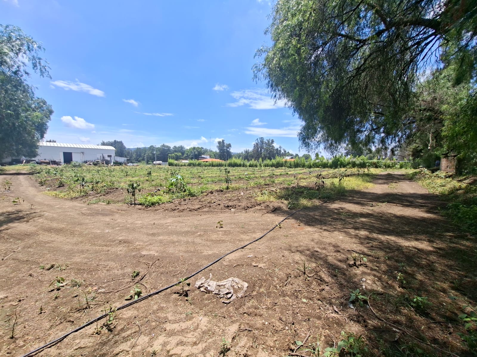 Terreno en Venta  en Ciudad Guzmán Centro, Zapotlán el Grande - foto 10 de 11