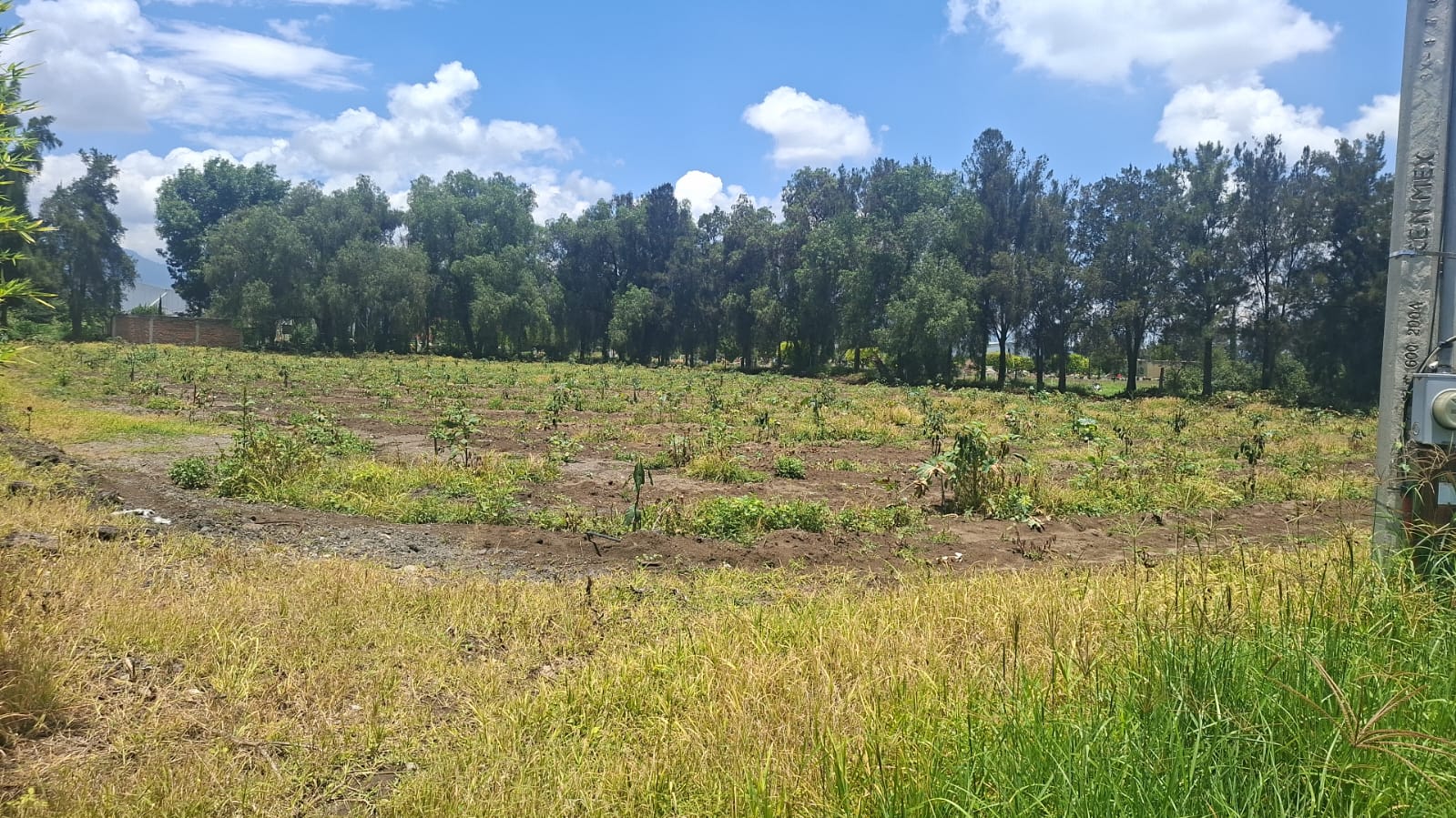 Terreno en Venta  en Ciudad Guzmán Centro, Zapotlán el Grande - foto 3 de 11