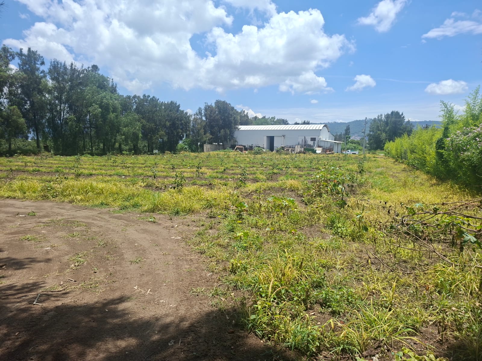 Terreno en Venta  en Ciudad Guzmán Centro, Zapotlán el Grande - foto 7 de 11