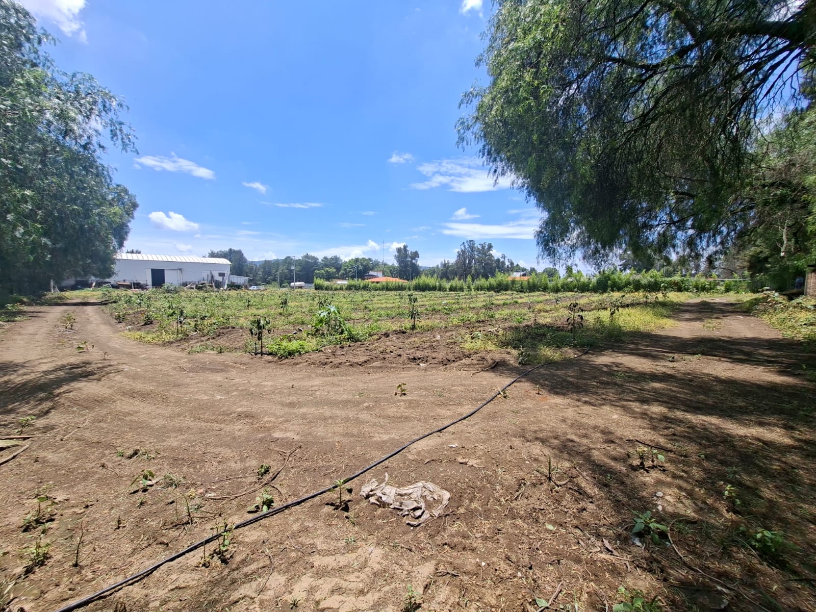 Terreno en Venta  en Ciudad Guzmán Centro, Zapotlán el Grande - foto 9 de 11