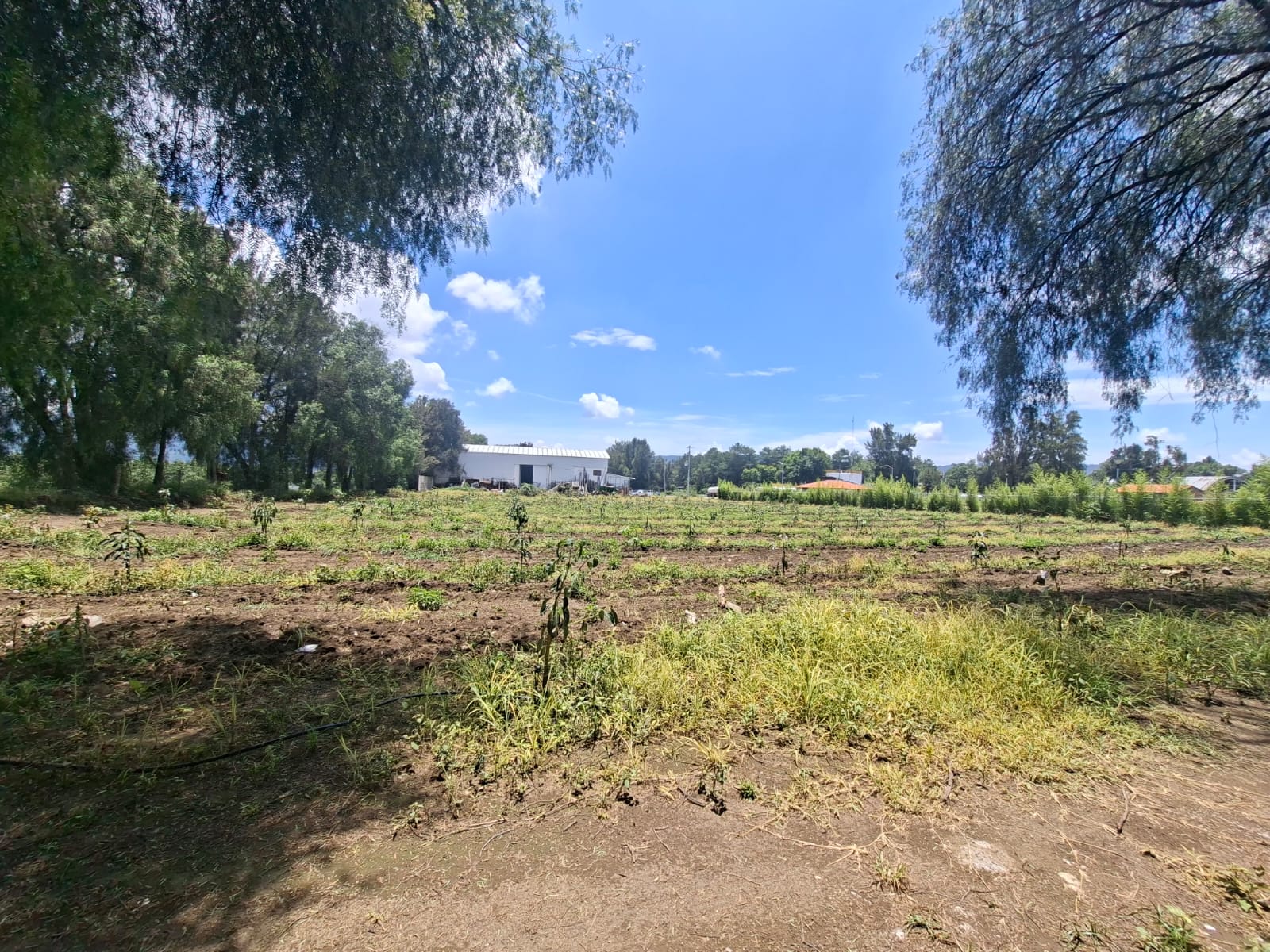 Terreno en Venta  en Ciudad Guzmán Centro, Zapotlán el Grande - foto 6 de 11