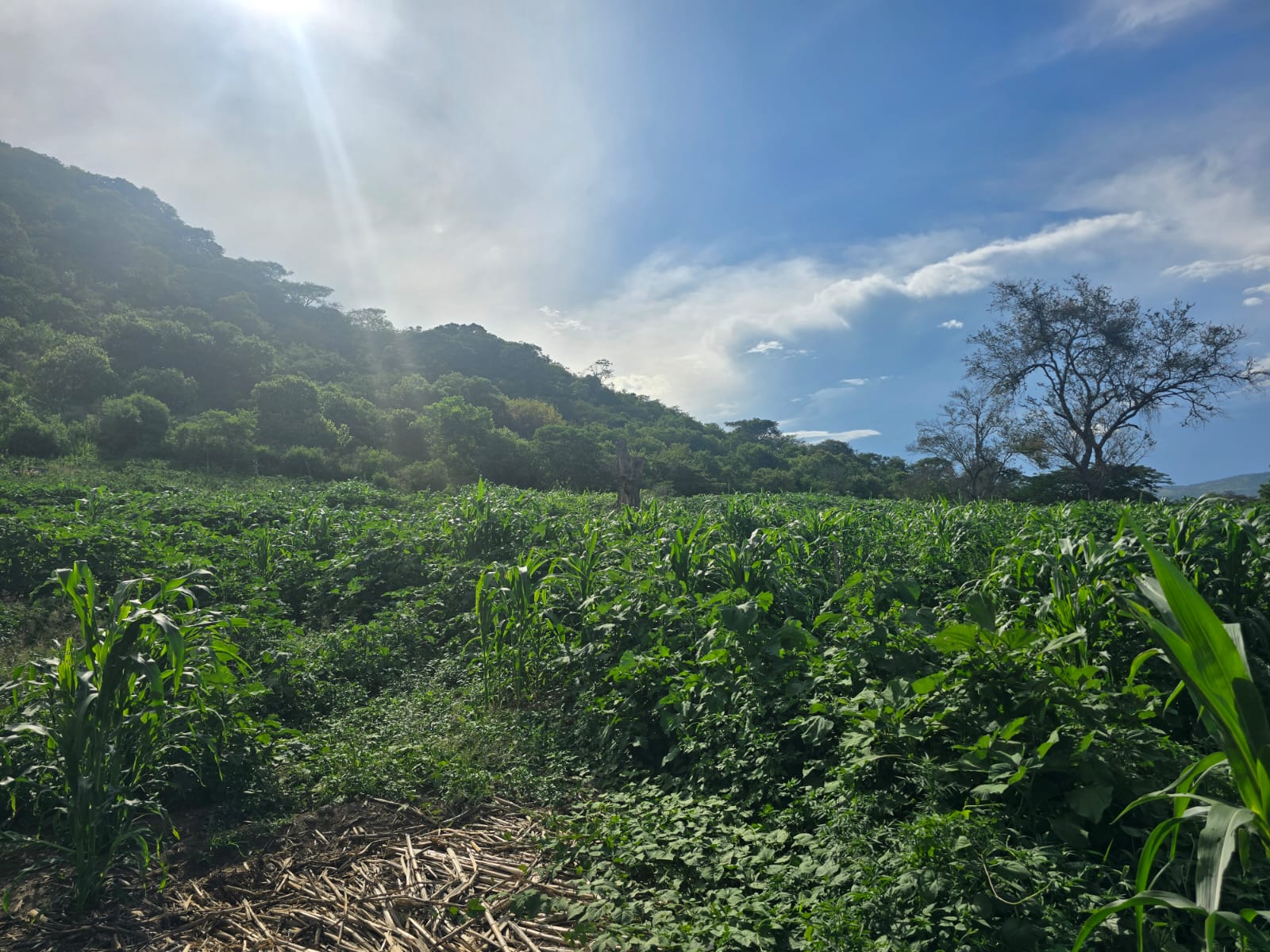 Terreno en Venta en Ciuhapilli, Tuxpan - foto 9 de 9