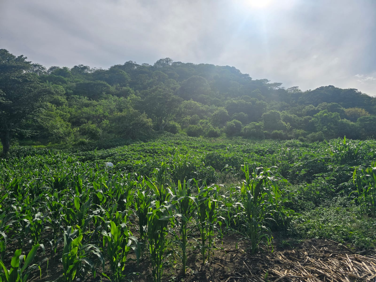 Terreno en Venta en Ciuhapilli, Tuxpan - foto 3 de 9