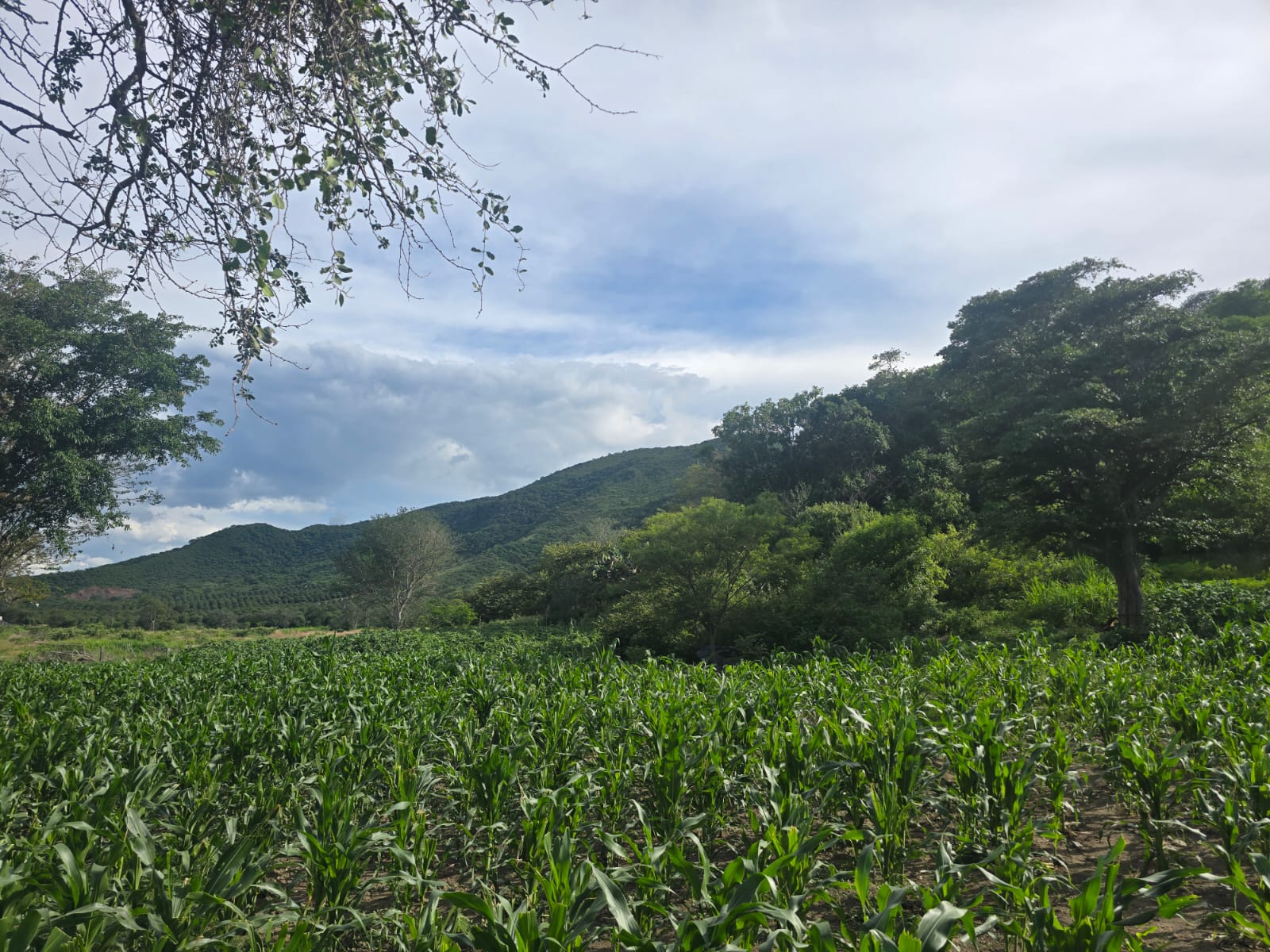 Terreno en Venta en Ciuhapilli, Tuxpan - foto 4 de 9