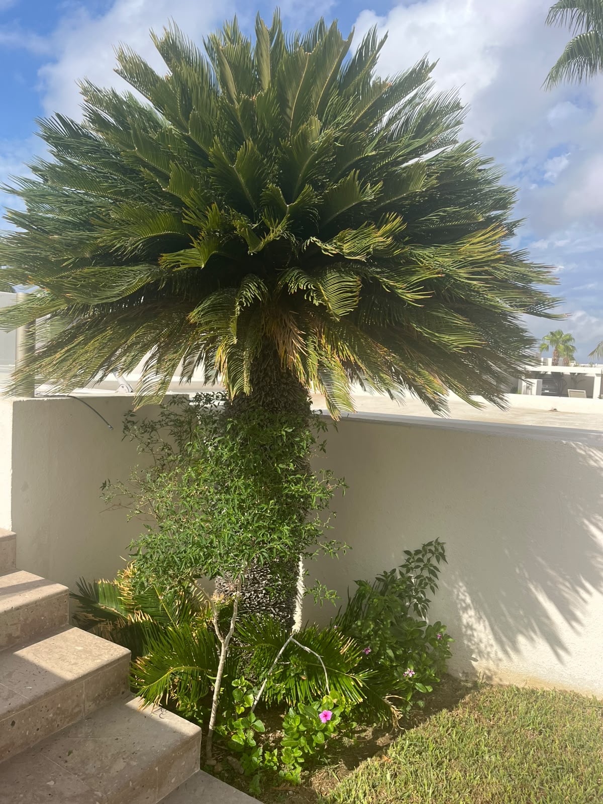 Se renta casa en Los Cabos  en Puesta del Sol, Los Cabos - foto 4 de 15